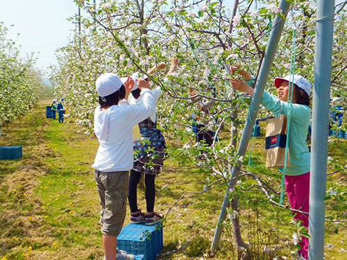 毎年、りんごの花が満開になる時期には、花摘み作業を体験する