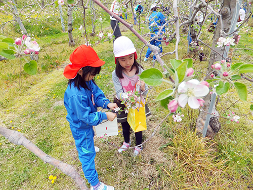 毎年、りんごの花が満開になる時期には、花摘み作業を体験する