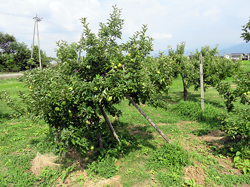 りんご畑の風景