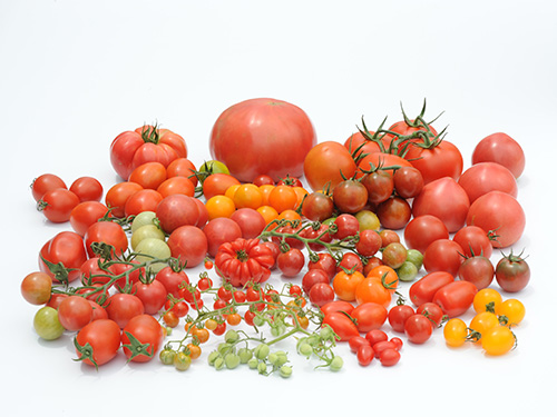 カゴメは約7500種ものトマトの遺伝資源を保有し、加工用と生鮮用トマトの品種開発を行っている