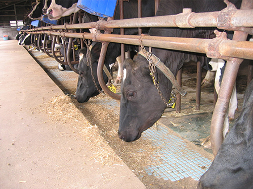 しょうゆ粕のほぼ全量を畜産農家に飼料として提供している。