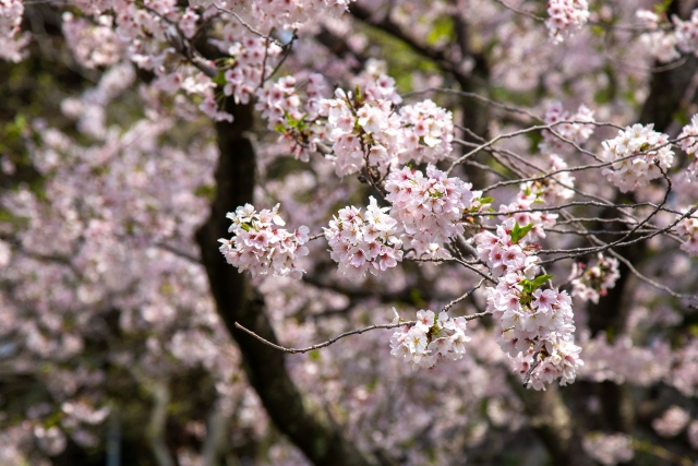 第12回 桜の開花とかえでの紅葉 黄葉日は移動している コラム3 より エコニュース Econews 環境 省エネ 電気に関するwebメディア 日本テクノ