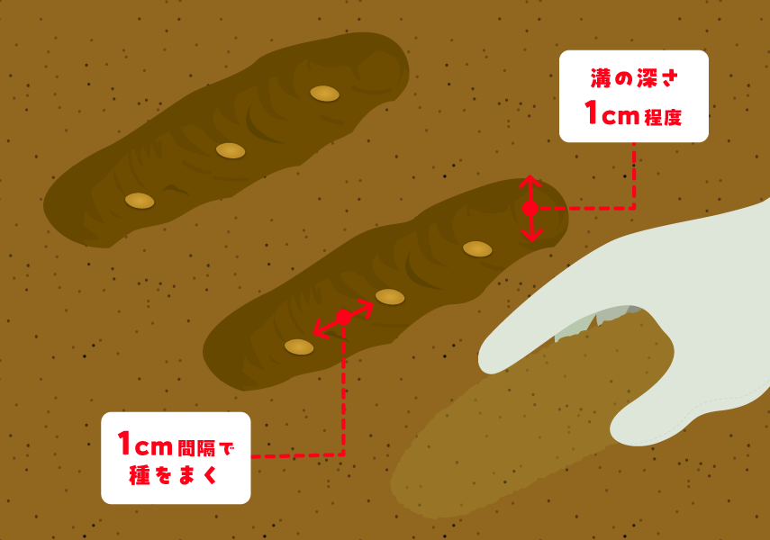 溝の深さは1cm程度、1cm間隔で種をまきます